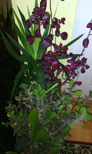 IMG_20141228_204159 - Florile mele