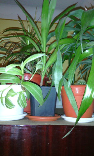 dec 2014 - Florile mele