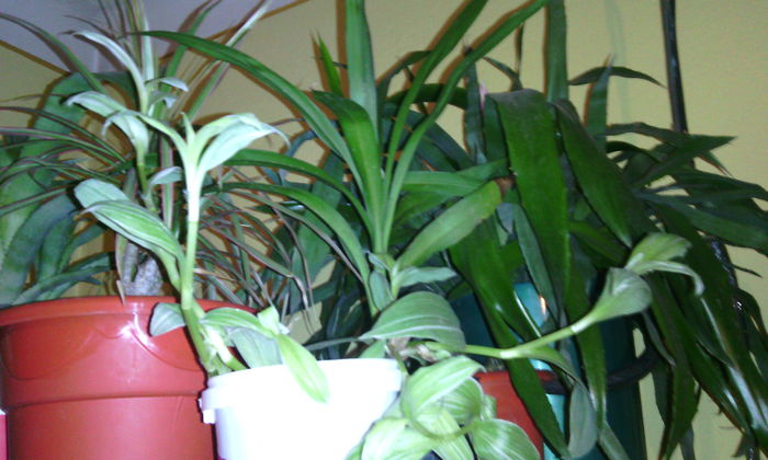 dec 2014 - Florile mele