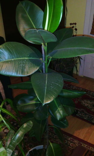 dec 2014 - Florile mele