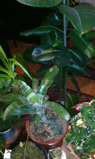 dec 2014 - Florile mele
