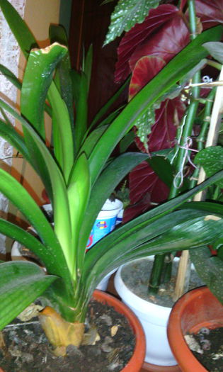 dec 2014 - Florile mele