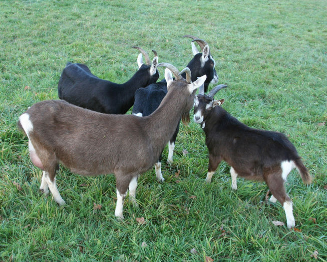 Toggenburg si Thuringen-da