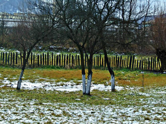 DSC00320 - Din Natura