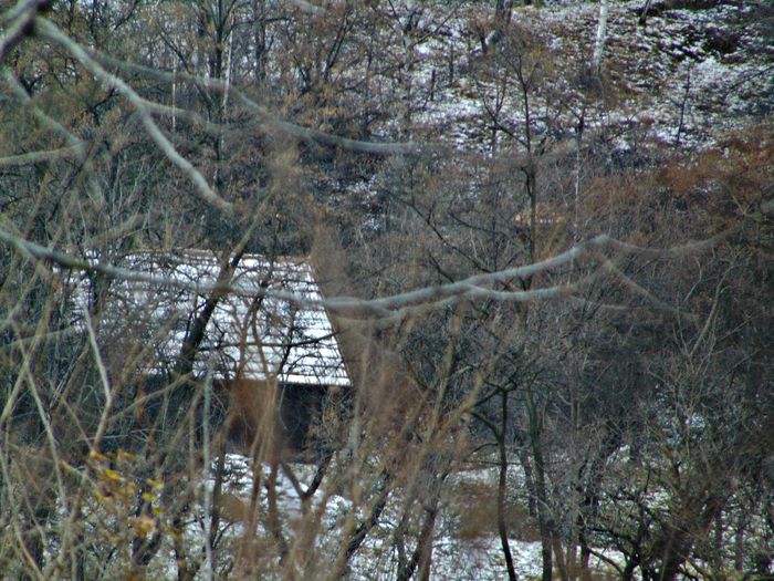 DSC00357 - Din Natura