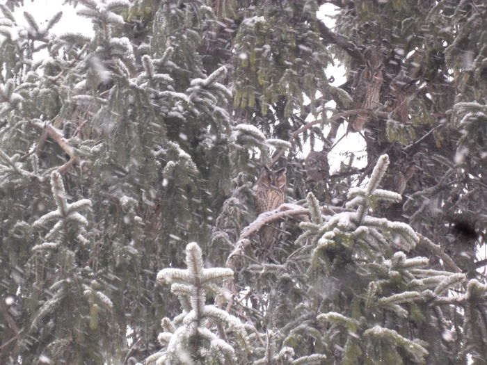 ciufi de padure - DE PRIN NATURA