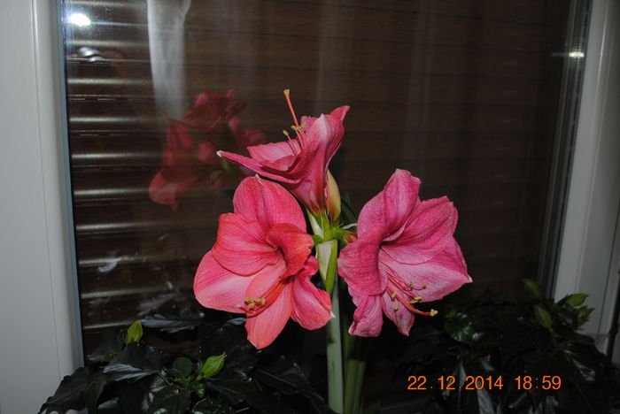 DSC_0038 - Amaryllis 2014