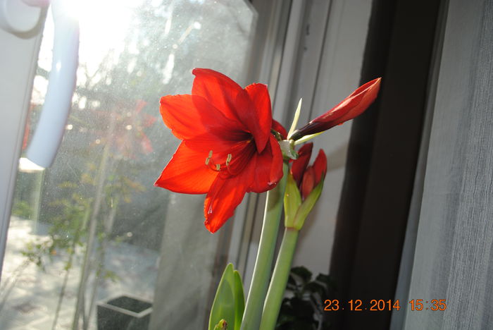 DSC_0044 - Amaryllis 2014