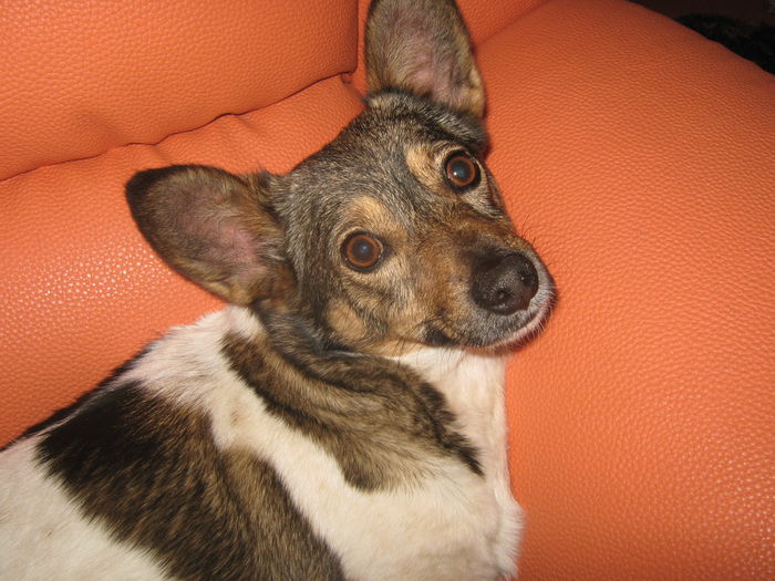 Mami, n-ai un triferment?