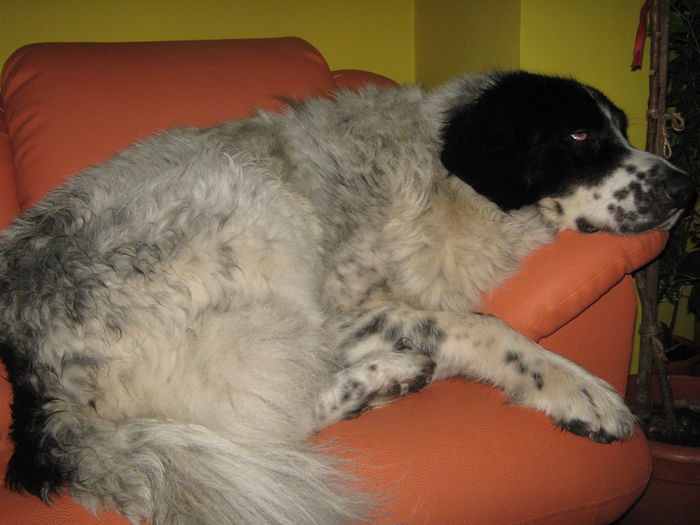 Mai taci din gura muiere rea...