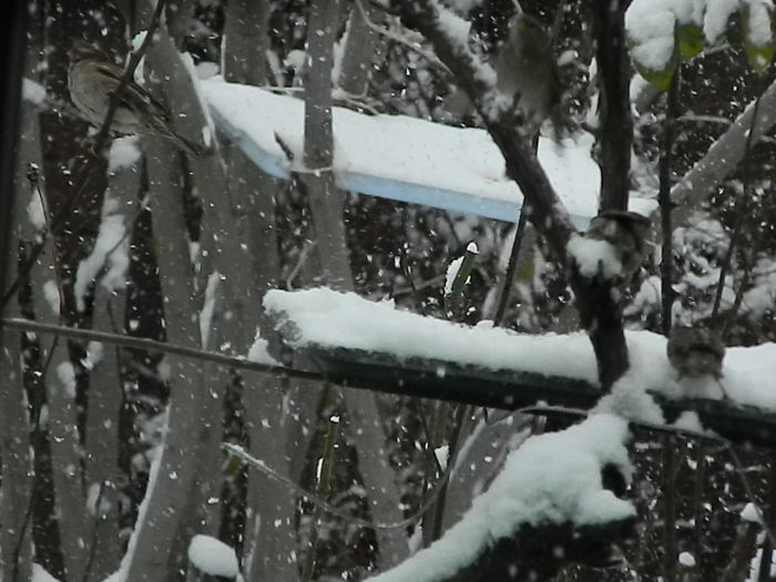 DSCN1157 - SOCIALIZARE_2