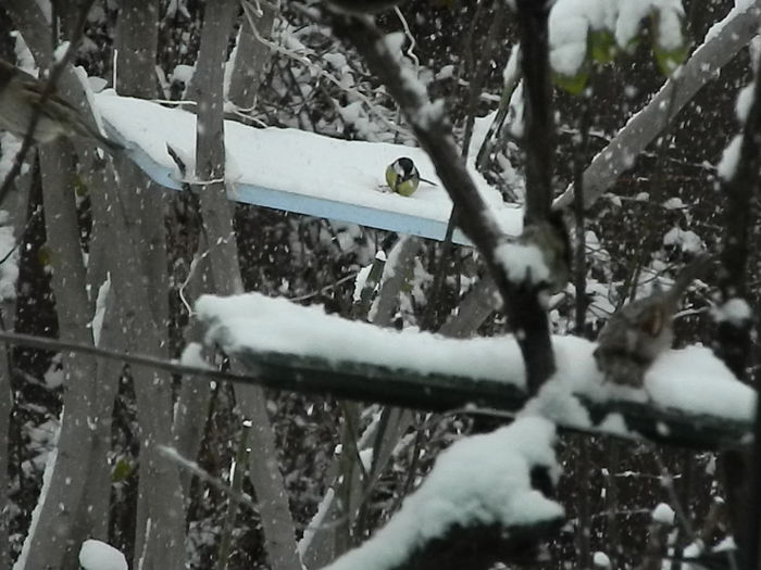 DSCN1160 - SOCIALIZARE_2