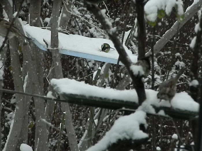 DSCN1162 - SOCIALIZARE_2