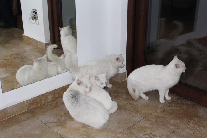 IMG_6066 - zzz Pisicile noastre