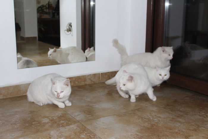 IMG_6070 - zzz Pisicile noastre