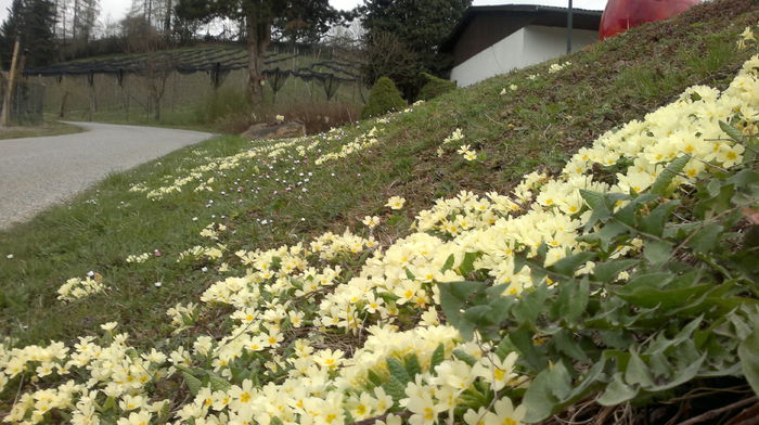 2014-03-23-337 - Primavara 2014