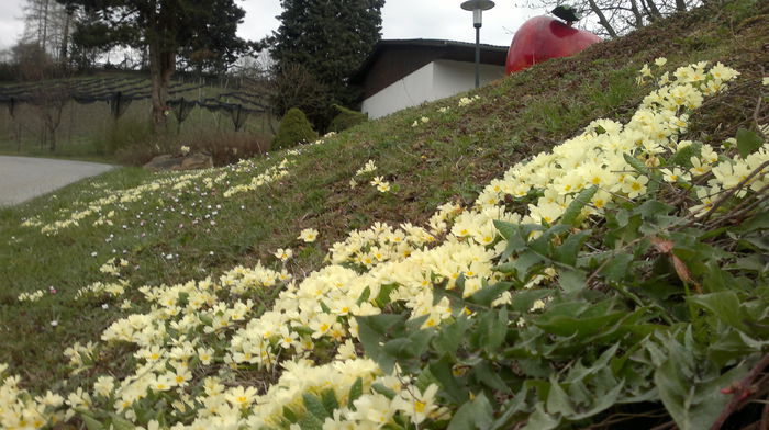 2014-03-23-338 - Primavara 2014