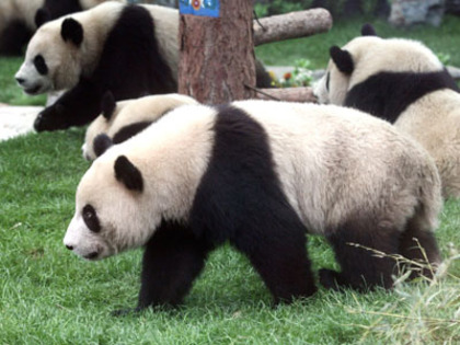 ursi-panda - concurs 2