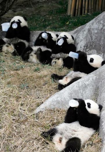 poze-haioase-ursi-panda - concurs 2