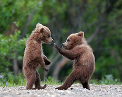 poze-haioase-cu-ursi-ursuleti