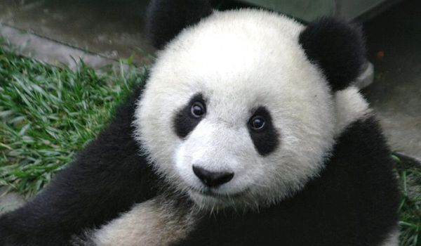 panda-cub