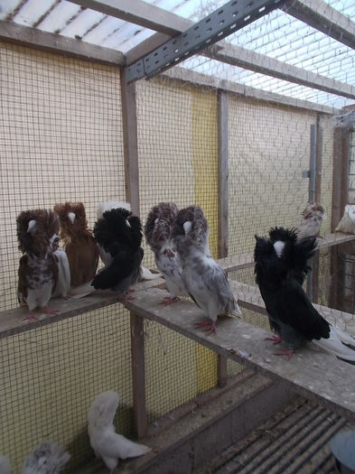 gulerati pui 25 dec 016