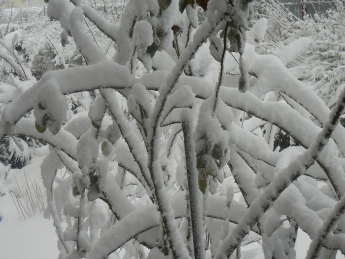 2014, December 29 - 04 WINTER Chill_Iarna