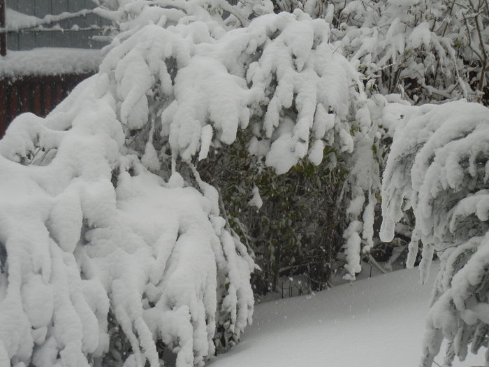 2014, December 29 - 04 WINTER Chill_Iarna