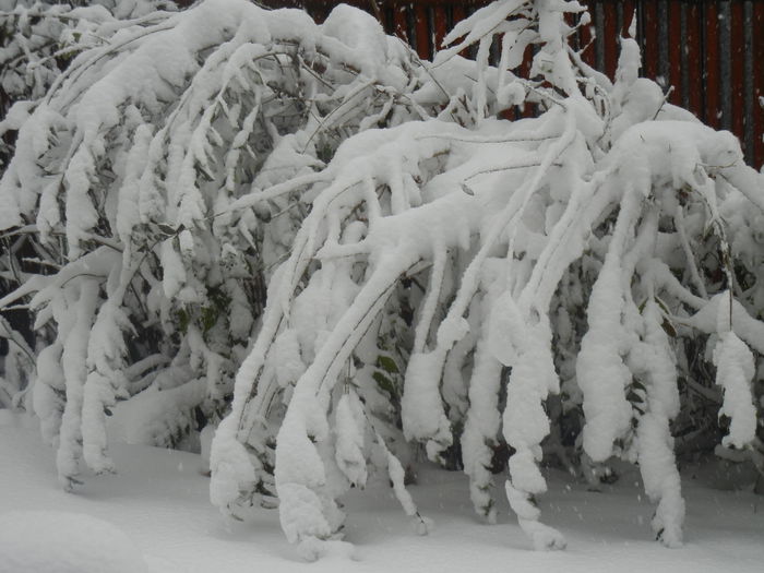 2014, December 29 - 04 WINTER Chill_Iarna