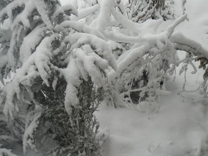 2014, December 29 - 04 WINTER Chill_Iarna