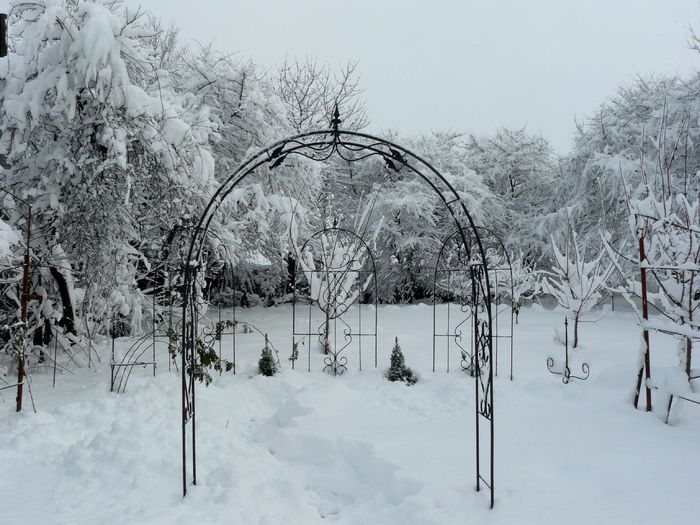 Old roses garden - Gradina Rozelor_2014 iarna