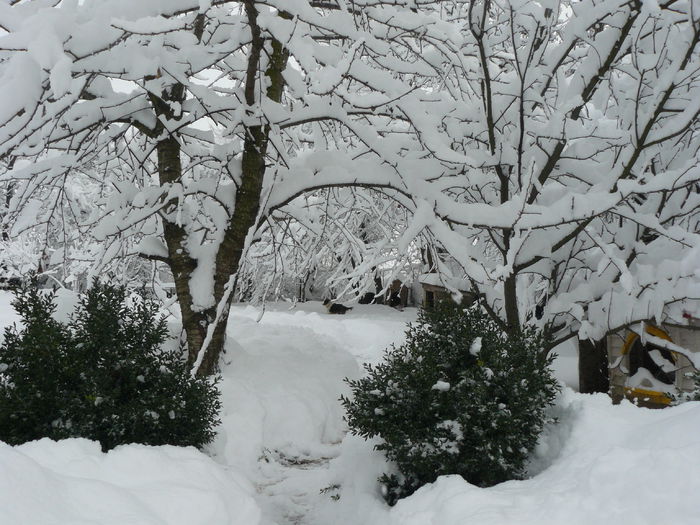 Aleea spre catzelani... - Gradina Rozelor_2014 iarna