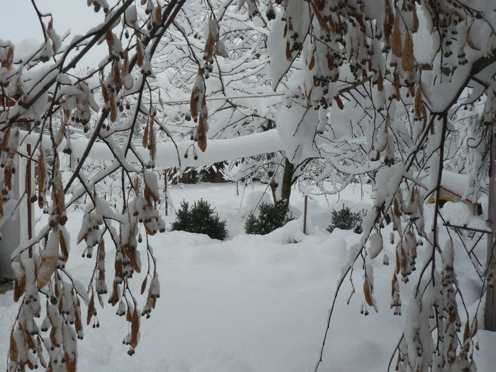 Sub teiul din fata bucatariei