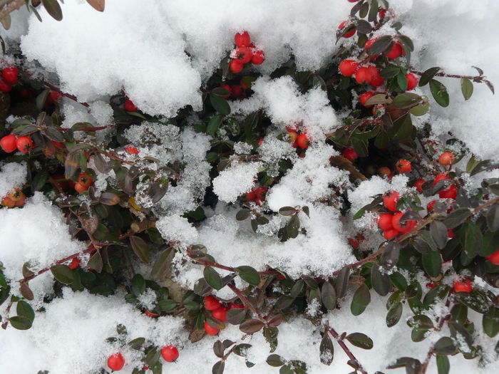 Bobite de cotoneaster - Gradina Rozelor_2014 iarna