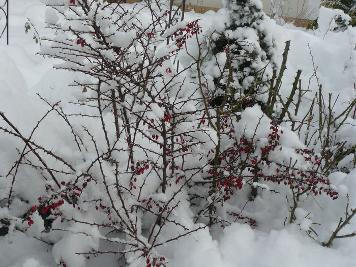 Bobite rosii de dracila