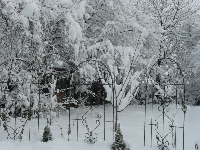 Panopliile Old Rose-silor