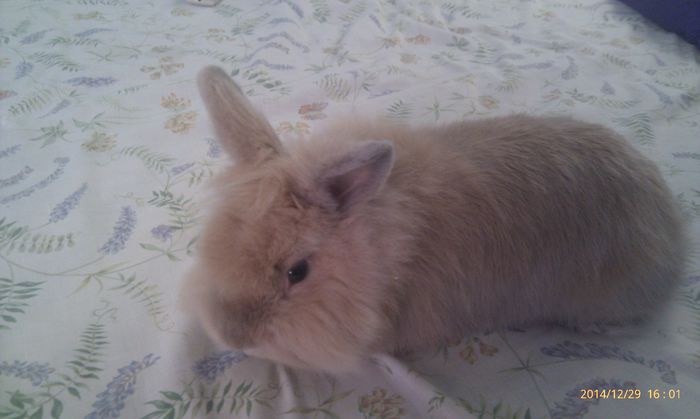 poze htc 29-2014-12 024