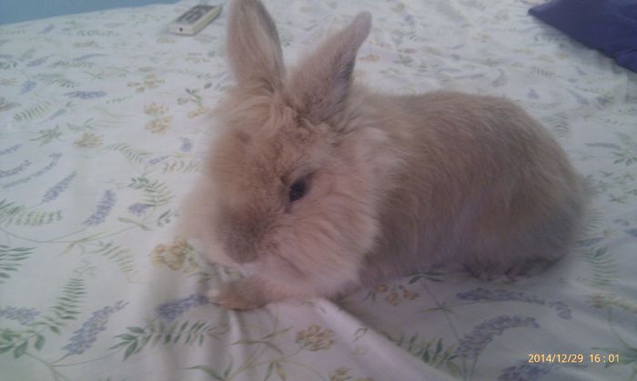 poze htc 29-2014-12 025