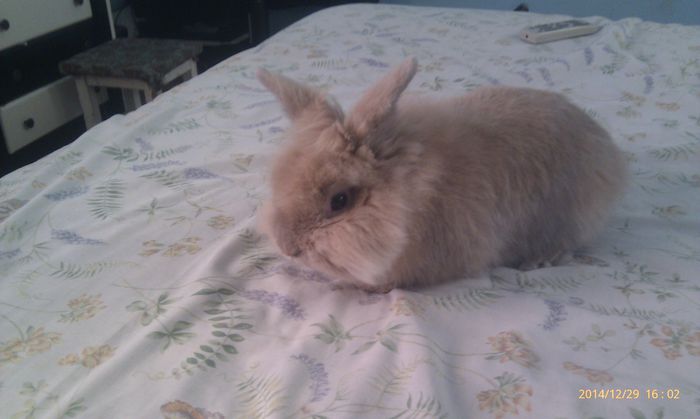 poze htc 29-2014-12 027