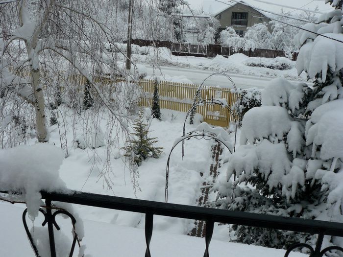 Bradul este coplesit