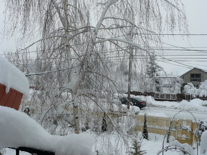 spre deosebire de mesteacan