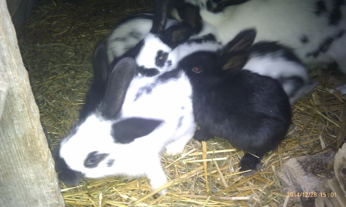 poze htc 29-2014-12 015