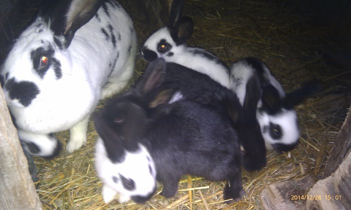 poze htc 29-2014-12 016