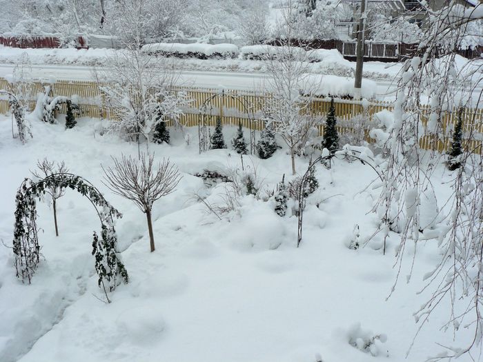 Zapada a invaluit gradina