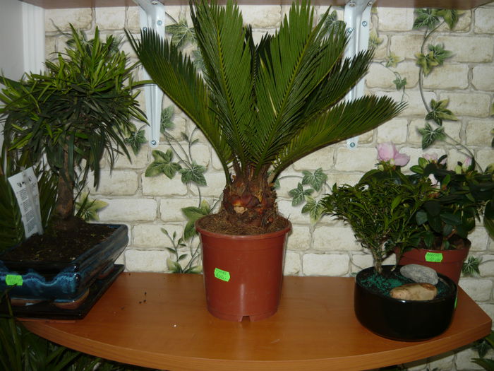 cycas 42 lei