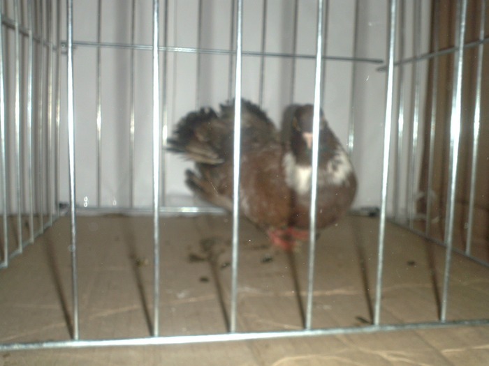 P1041983 - STANDARDUL RASEI ZBURATOR ORBETEAN ROMANESC