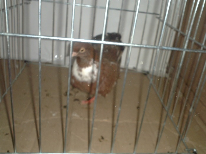 P1041985 - STANDARDUL RASEI ZBURATOR ORBETEAN ROMANESC