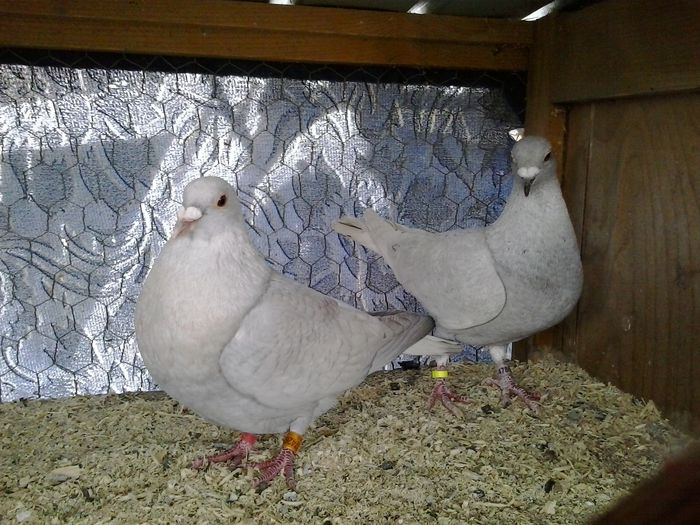  - FOTO PORUMBEI