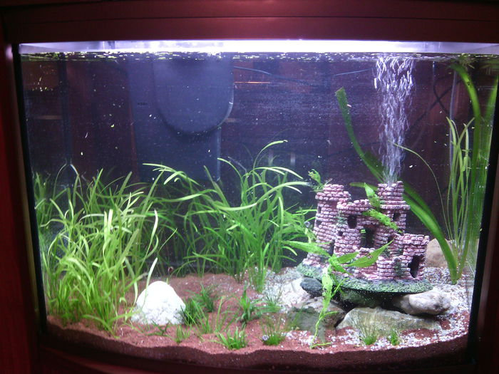 IMG_20141107_203940; asa a iesit dupa ce am pus apa ,urmeaza ciclarea :))
