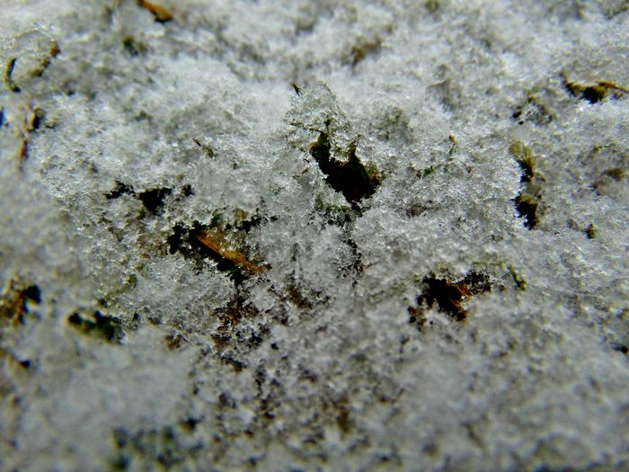 DSC00468 - Din Natura
